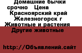 Домашние бычки срочно › Цена ­ 30 000 - Красноярский край, Железногорск г. Животные и растения » Другие животные   